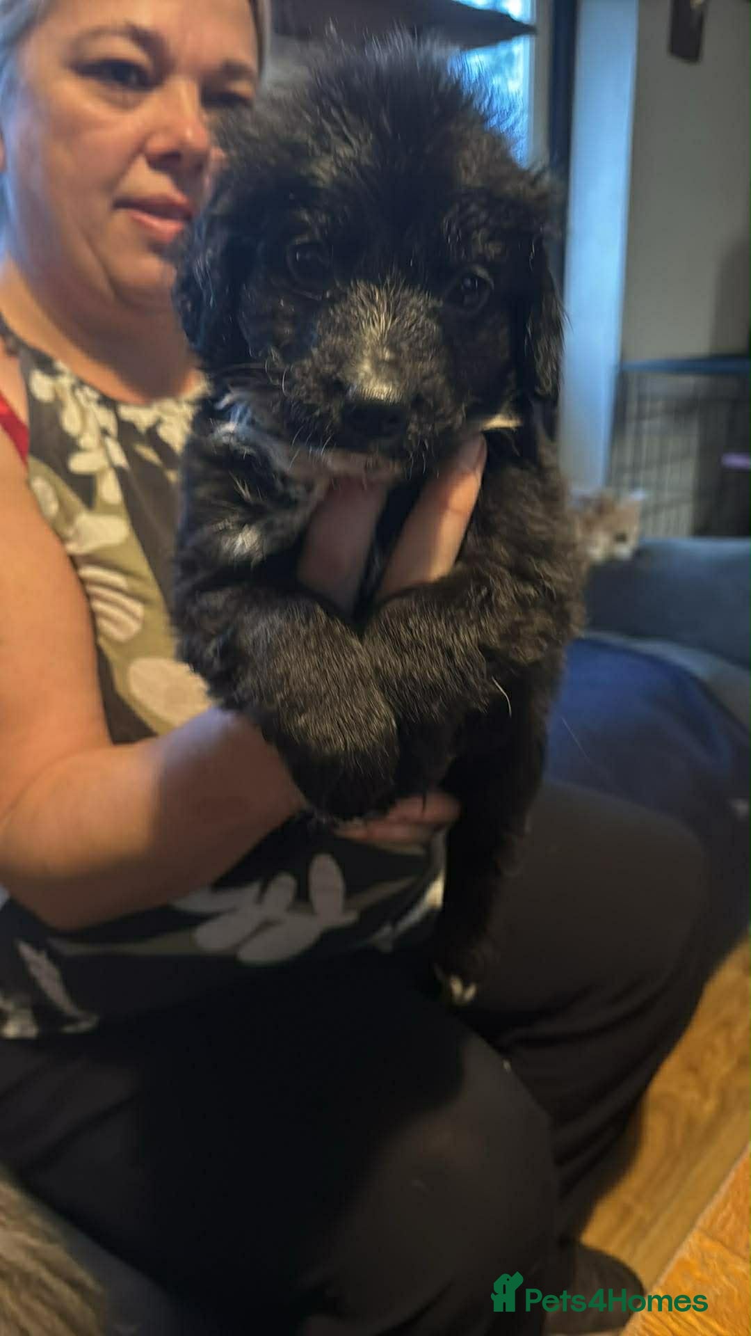 Mixed Breed dogs Spinger spaniel×german sheppard pups - Advert 6