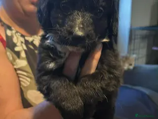 Mixed Breed dogs Spinger spaniel×german sheppard pups - Advert 6