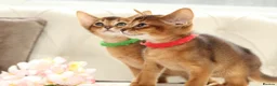 Abyssinian cats for sale: Pure breed Abyssinian kitten’s GCCF registered  - Advert 16