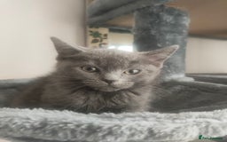 Ragdoll cats for sale: Beautifully half ragdoll kittens  - Image 18