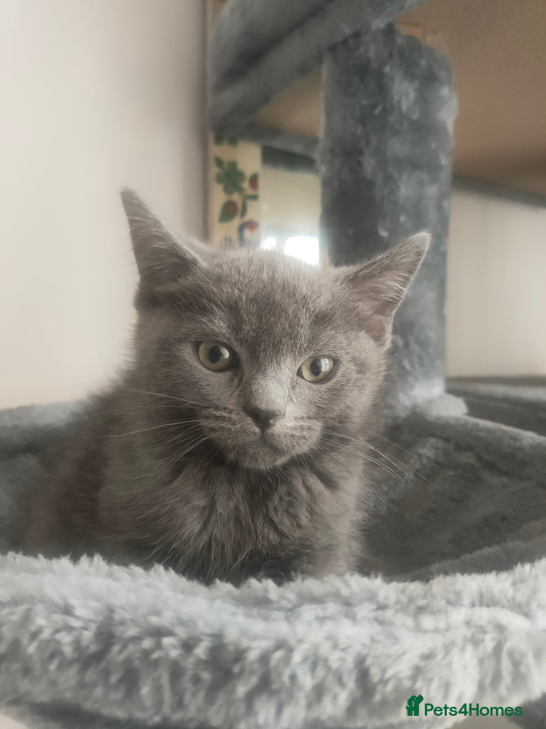 Ragdoll cats for sale: Beautifully half ragdoll kittens  - Image 18