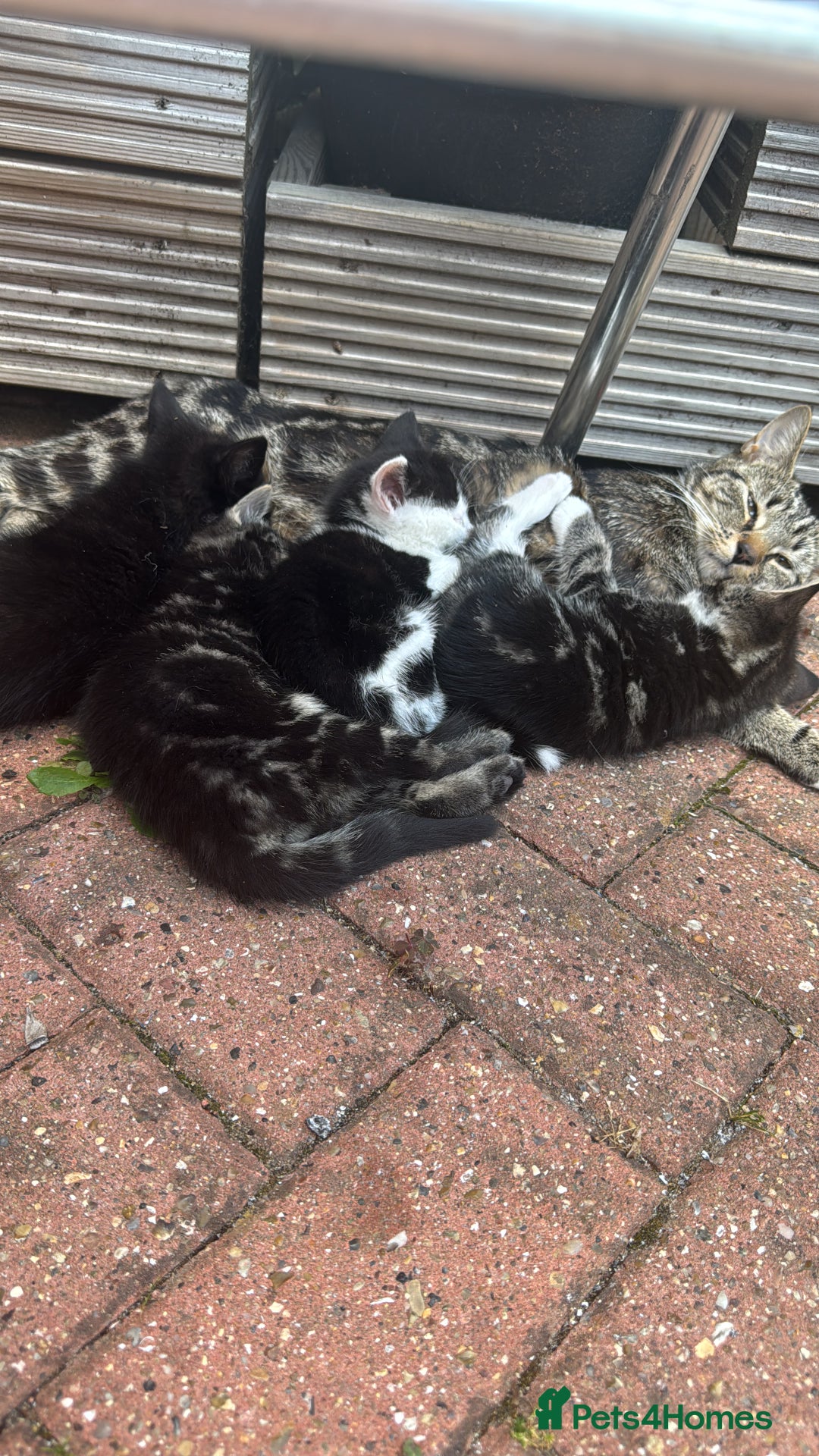 American Shorthair cats for sale: 2 make and 1 female kittens for sale  - Image 3