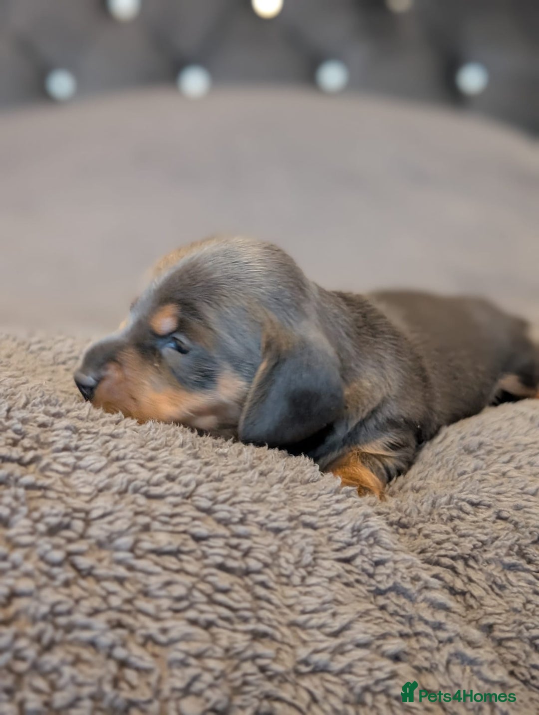 Miniature Dachshund dogs for sale: Miniature Dachshund Puppies For Sale  - Advert 23