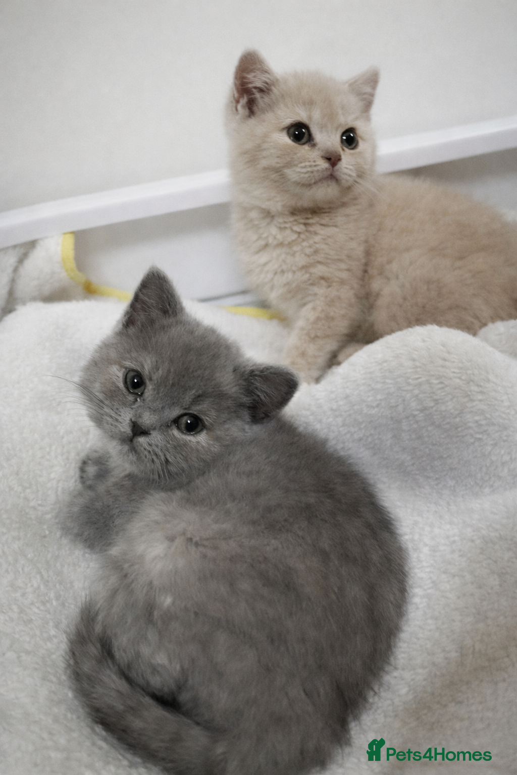 British Shorthair cats British shorthair girls ready in 4 weeks  - Advert 16