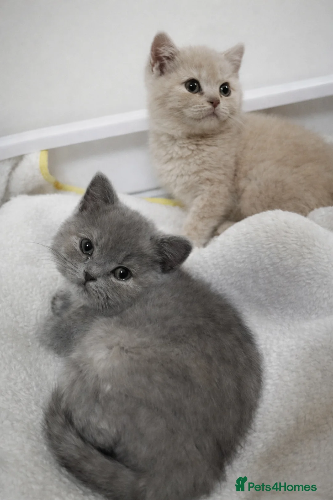 British Shorthair cats for sale: British shorthair girls ready in 4 weeks  - Advert 4