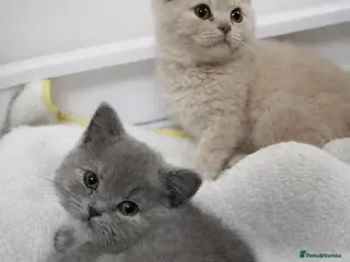 British Shorthair cats British shorthair girls ready in 4 weeks - Advert 16