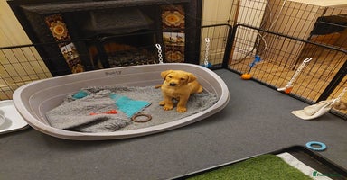 Labrador Retriever dogs - Advert 12