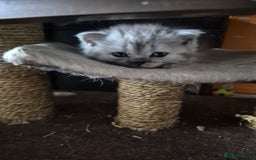 British Shorthair cats for sale: British shorthair - Image 5