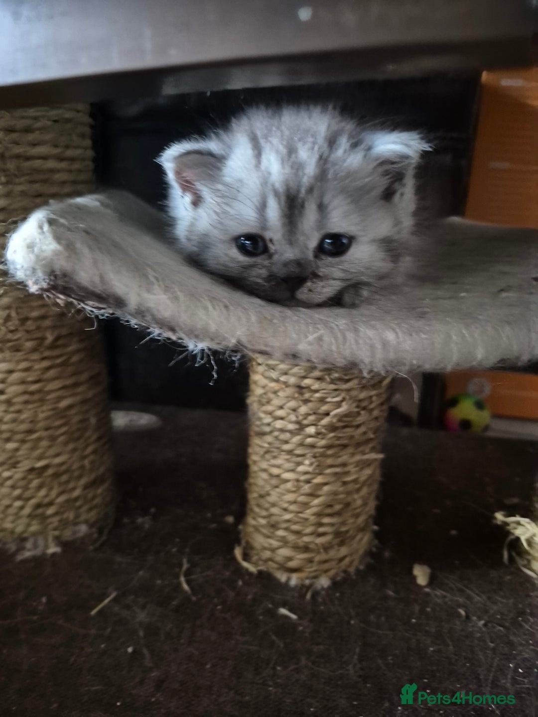 British Shorthair cats for sale: British shorthair - Image 5