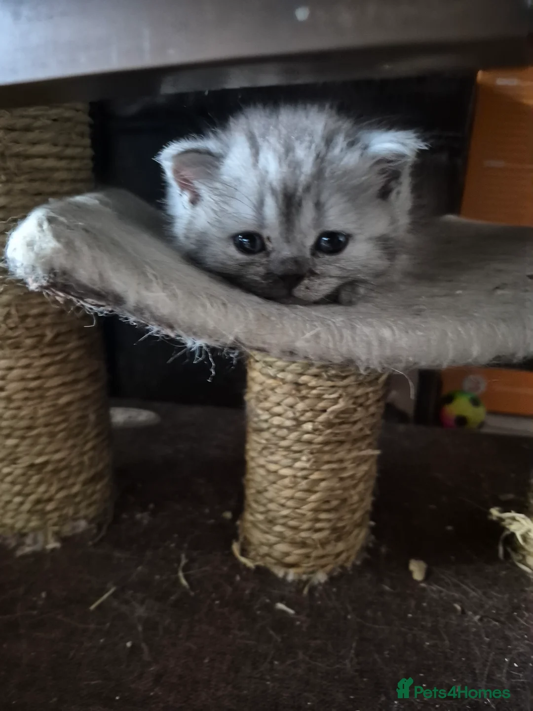 British Shorthair cats for sale: GCCF one boy British silver shorthair - Advert 17