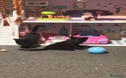 Bombay cats for sale: 2 beautiful baby kittens  - Image 8