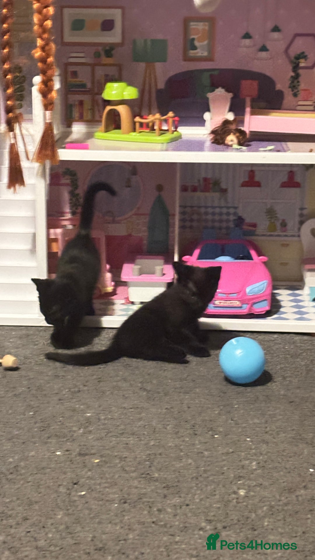 Bombay cats for sale: 2 beautiful baby kittens  - Image 8