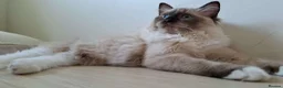 Ragdoll cats for sale: 💠FiFe registered Ragdoll kittens for sale💠 in Bristol - Advert 5