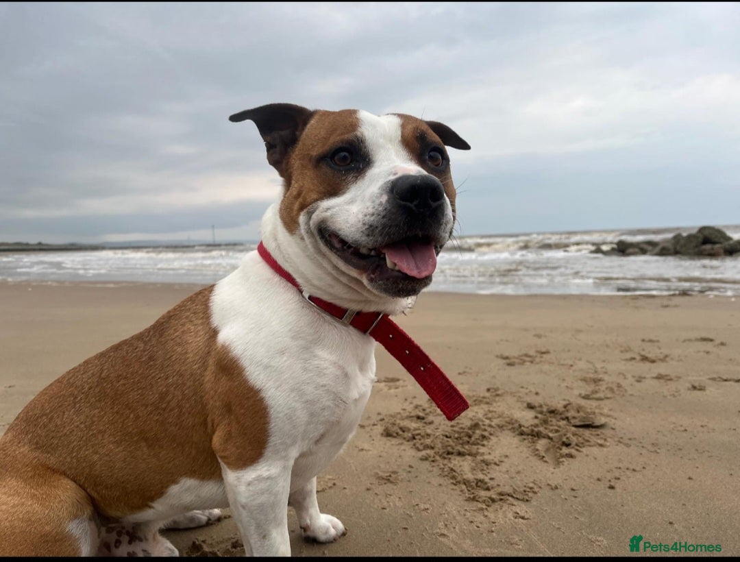 Staffordshire Bull Terrier dogs for stud: For stud FREE - Image 2