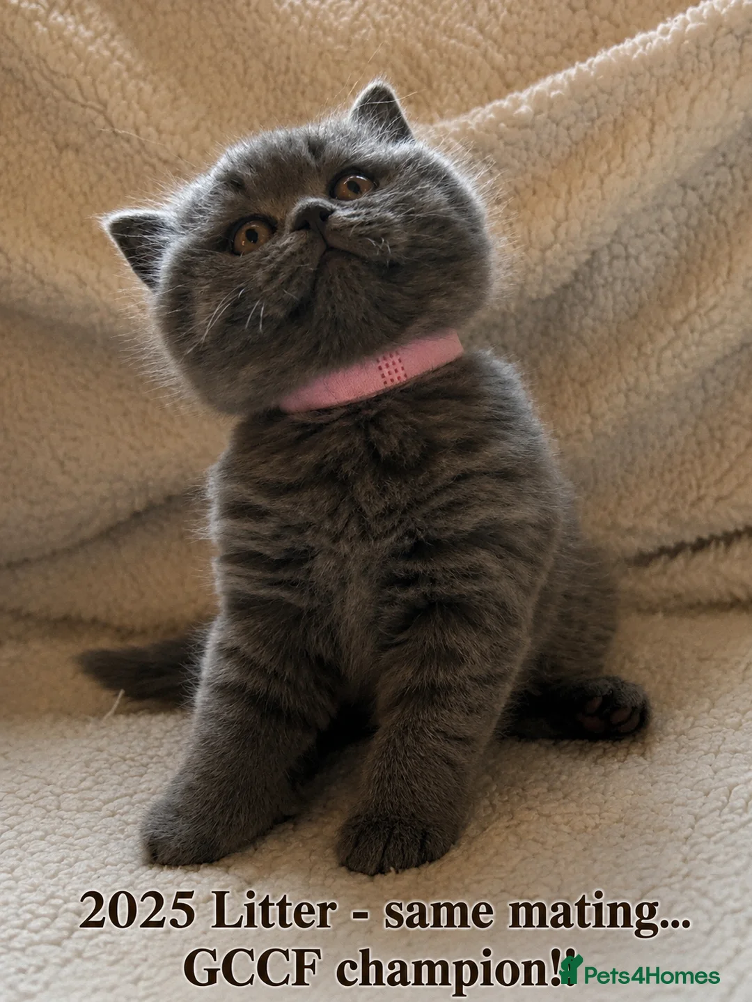 British Shorthair cats for sale: GCCF Blue BSH chunky champion lines - Advert 2