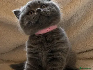British Shorthair cats GCCF Blue BSH chunky champion lines - Advert 4