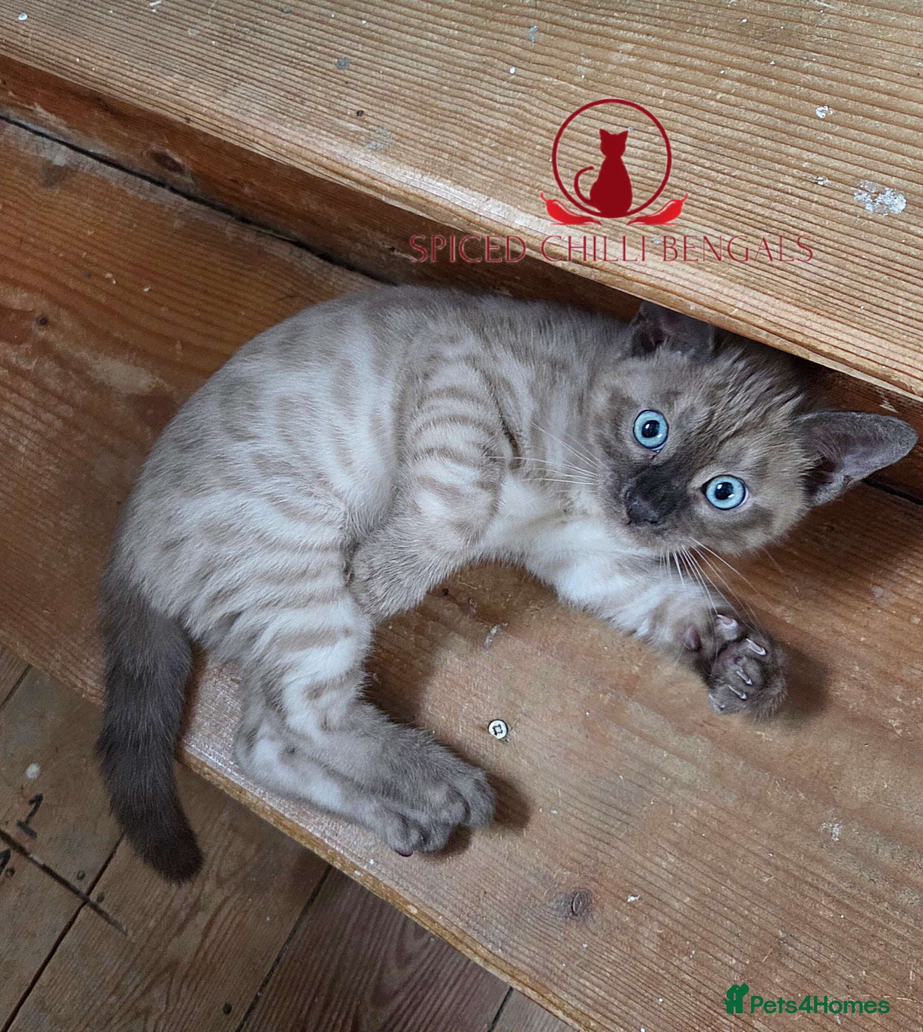 Bengal cats ✨️ READY IN 2 WEEKS! CHAMPION TICA BENGAL KITTENS - Advert 1