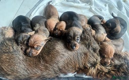 Dachshund dogs for sale: Wire Haired Teckels - Image 21