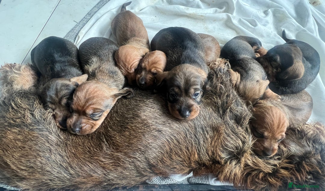 Dachshund dogs for sale: Wire Haired Teckels - Image 21