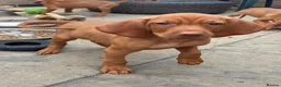 Hungarian Vizsla dogs for sale: Kc champion bred Hungarian Vizsla boy - Advert 9