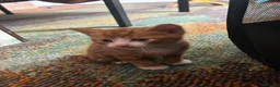 Mixed Breed cats for sale: 2 gorgeous boys  - Advert 7