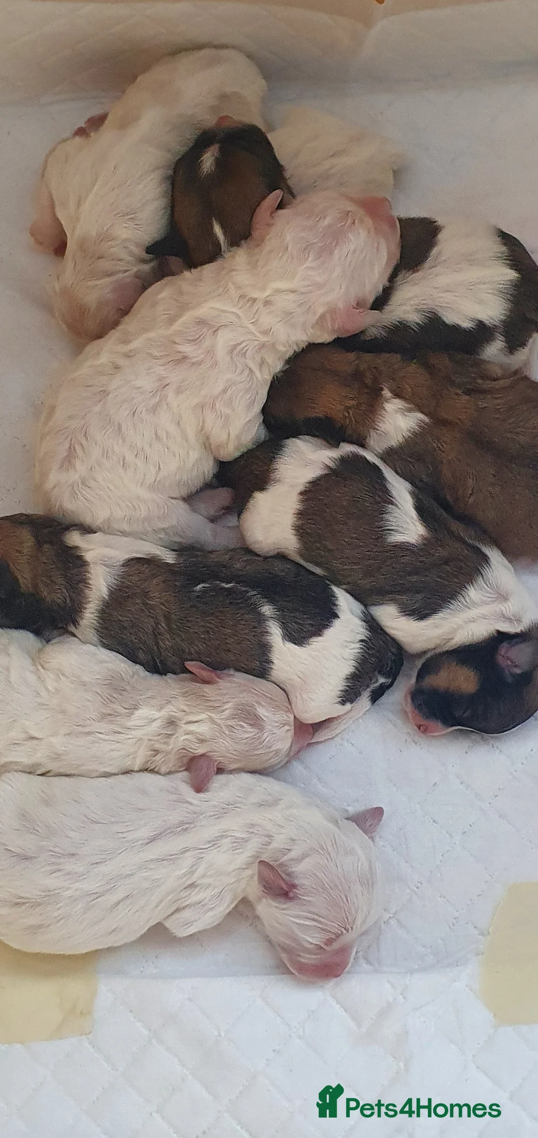 Bichon Frise dogs for stud: Dog for stud  pedigree bichon frise great dog in Newton Stewart - Advert 9