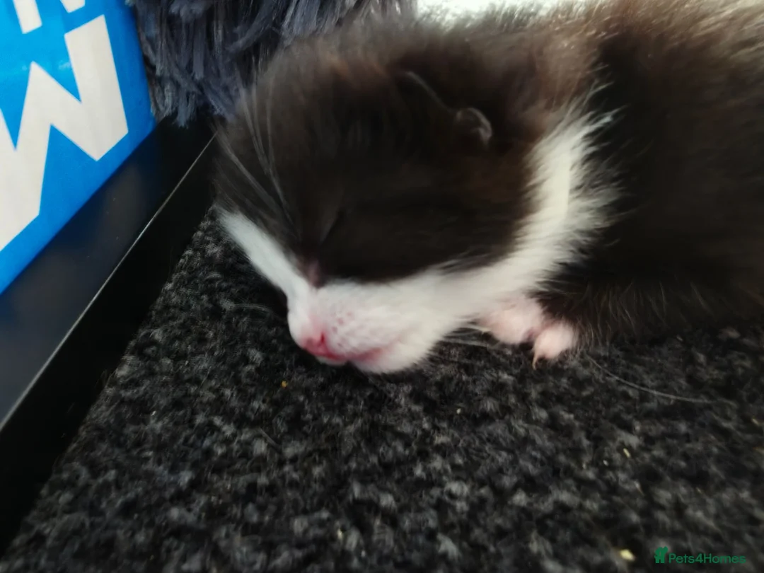Mixed Breed cats for sale: 5 beautiful fluffy kittens - Advert 15