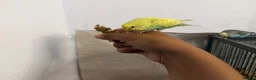 Budgerigars birds for sale: Hand Tame Baby Budgies - Advert 4