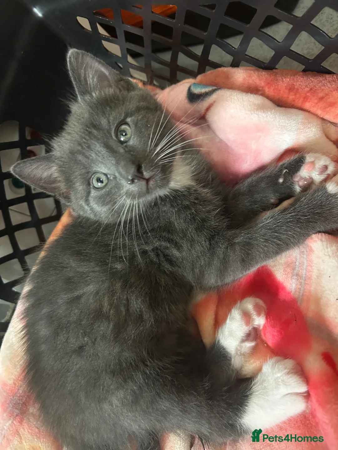 British Shorthair cats for sale: 4 adorable kittens looking for loving homes - Advert 40