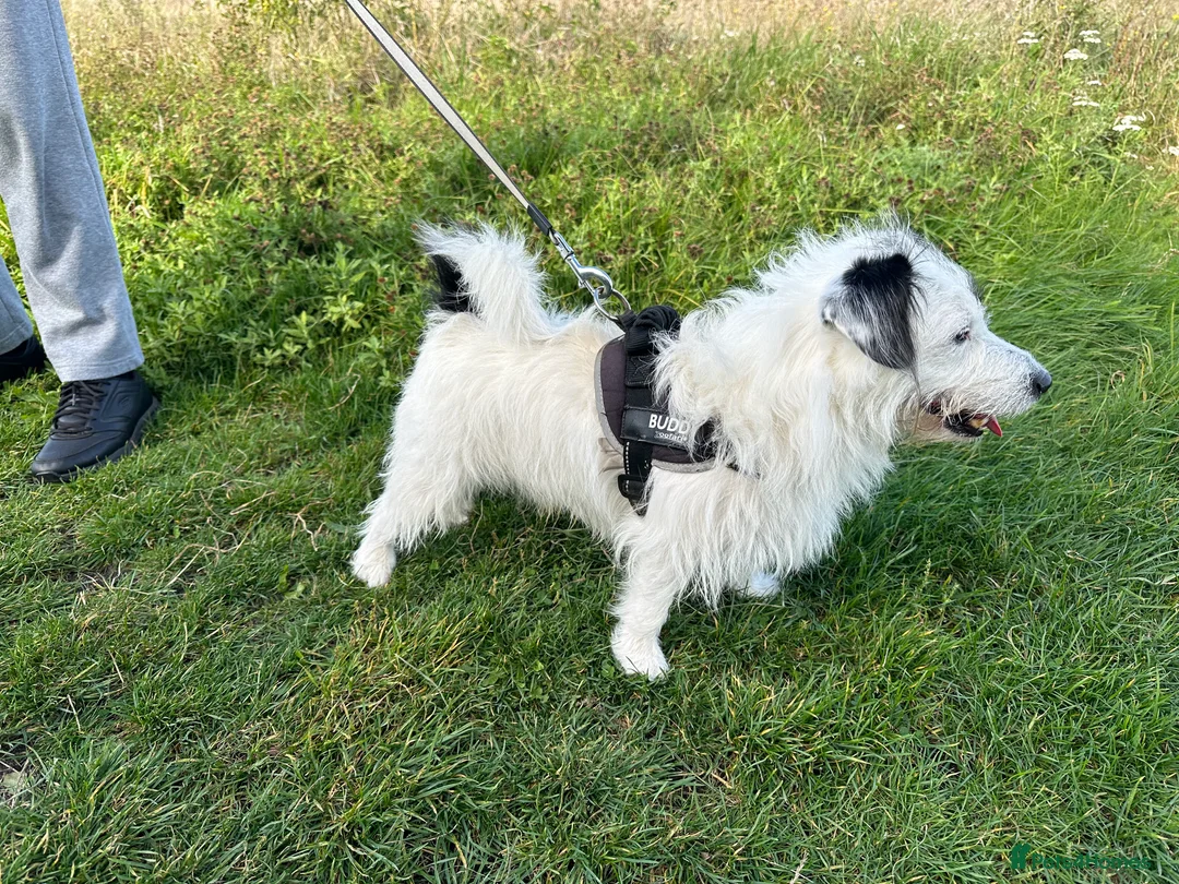 Jack Russell dogs for stud: Jack Russel Boy For Stud in Brighton - Advert 3