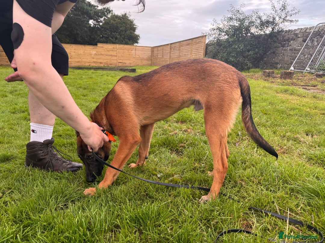 Belgian Shepherd Dog dogs for sale: Kairo - Urgent Rehome - Image 28