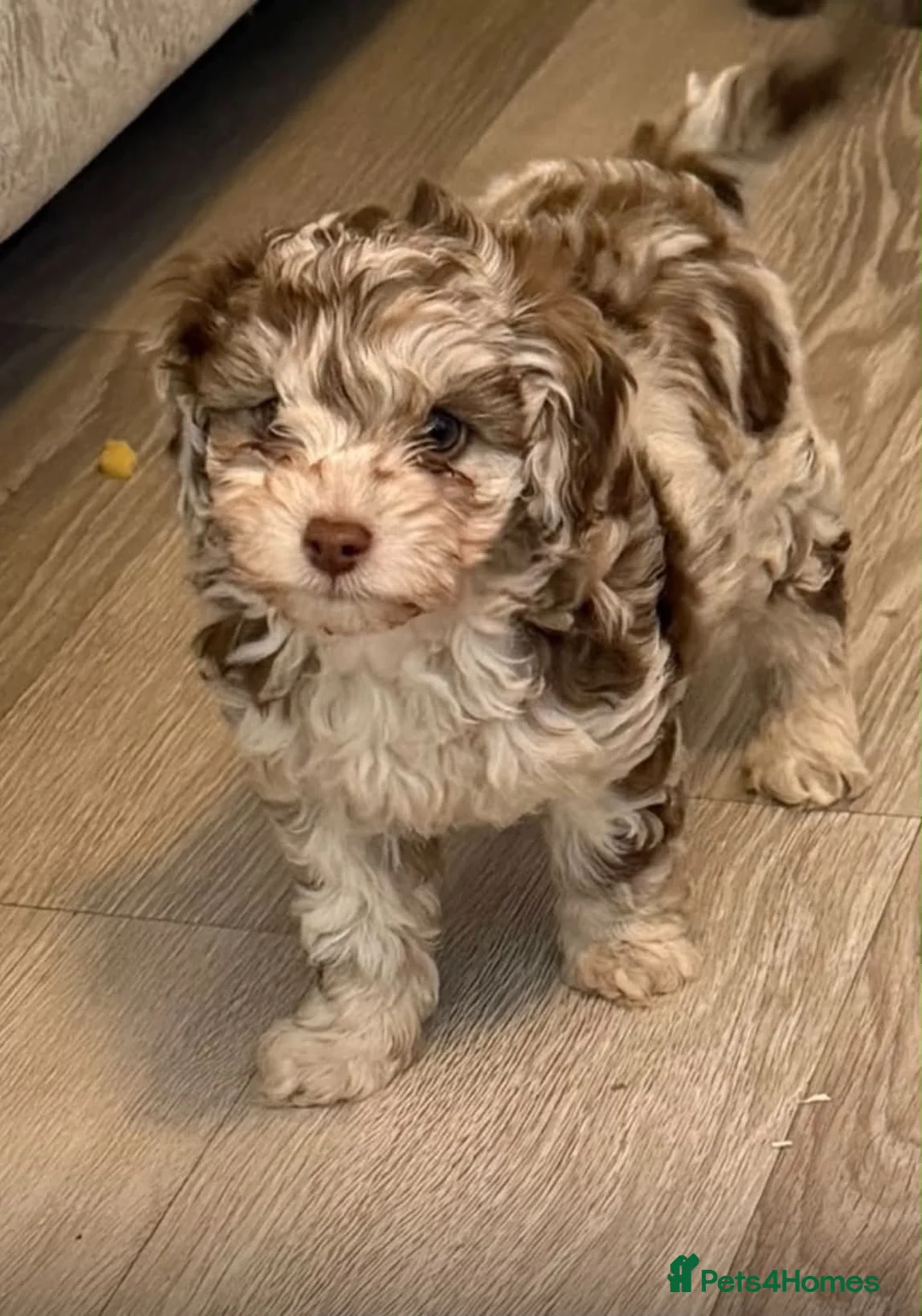 Cockapoo dogs for sale: Beautiful ToyF1BB - Advert 1