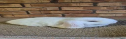 Mini Lop rabbits for sale: Gorgeous Mini Lop Baby Bunnies  - Advert 9