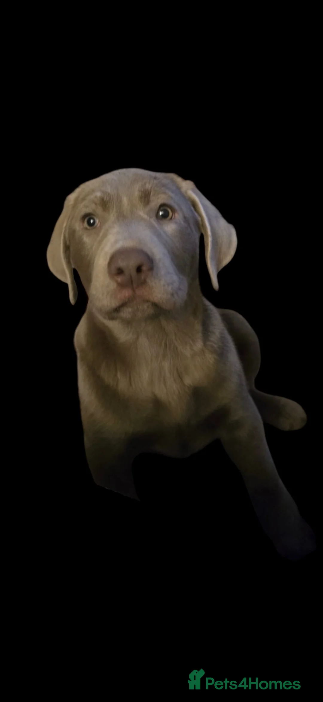 Labrador Retriever dogs for sale: Beautiful 6 month old chocolate Labrador  - Advert 1