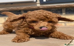 Toy Poodle dogs for sale: 🐶❤️ KC Registered Red Toy Poodle Puppies ❤️🐶 - Image 7