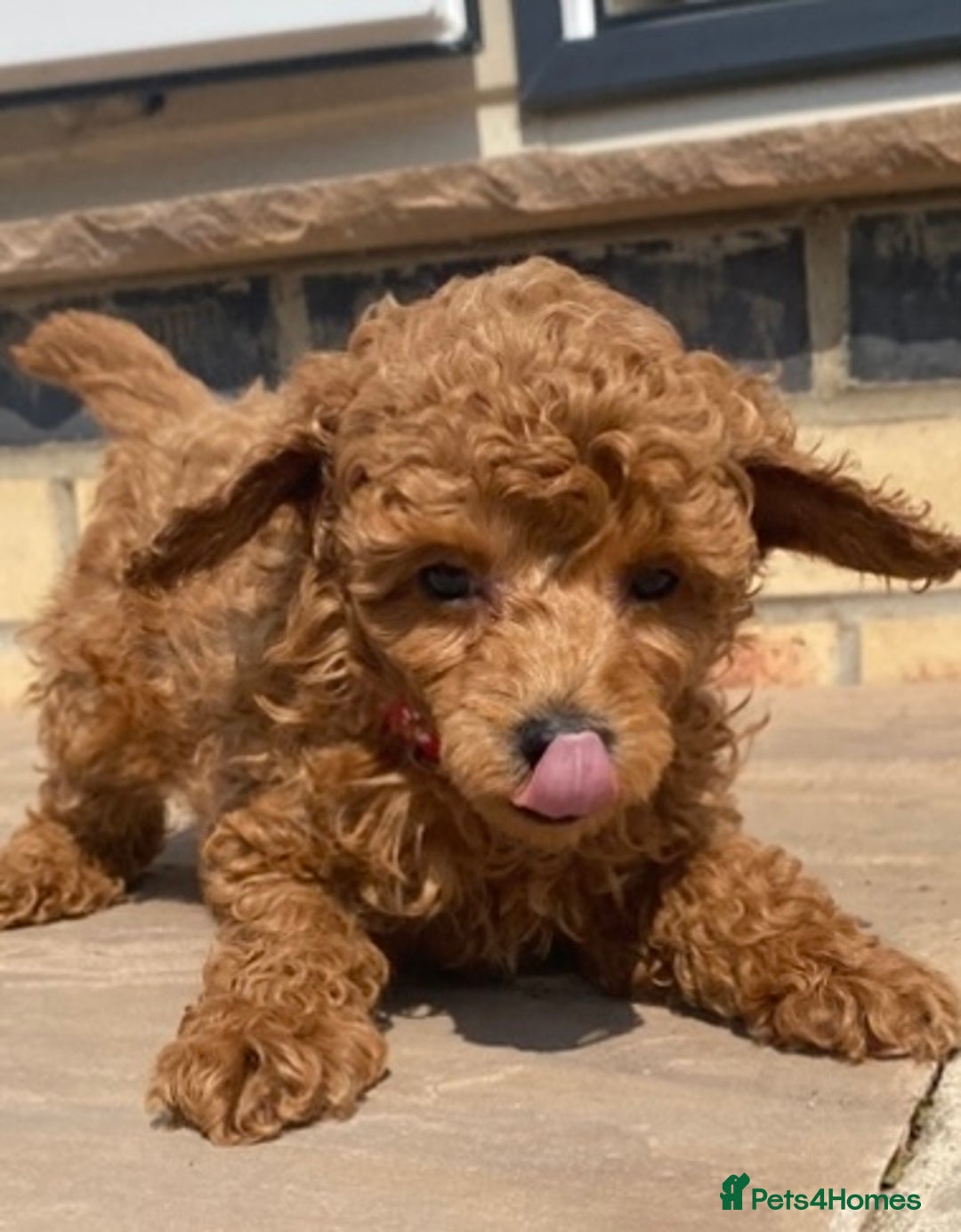 Toy Poodle dogs for sale: 🐶❤️ KC Registered Red Toy Poodle Puppies ❤️🐶 - Image 7