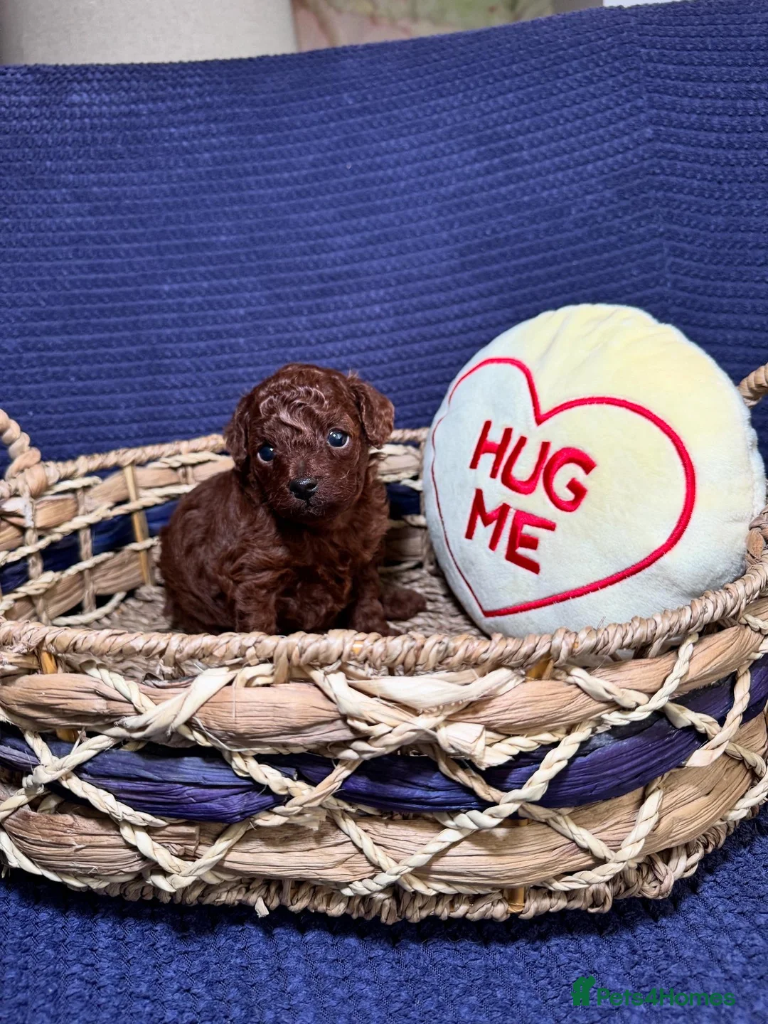 Toy Poodle dogs for sale: Asian micro poodle-you can join in to waiting list - Advert 9