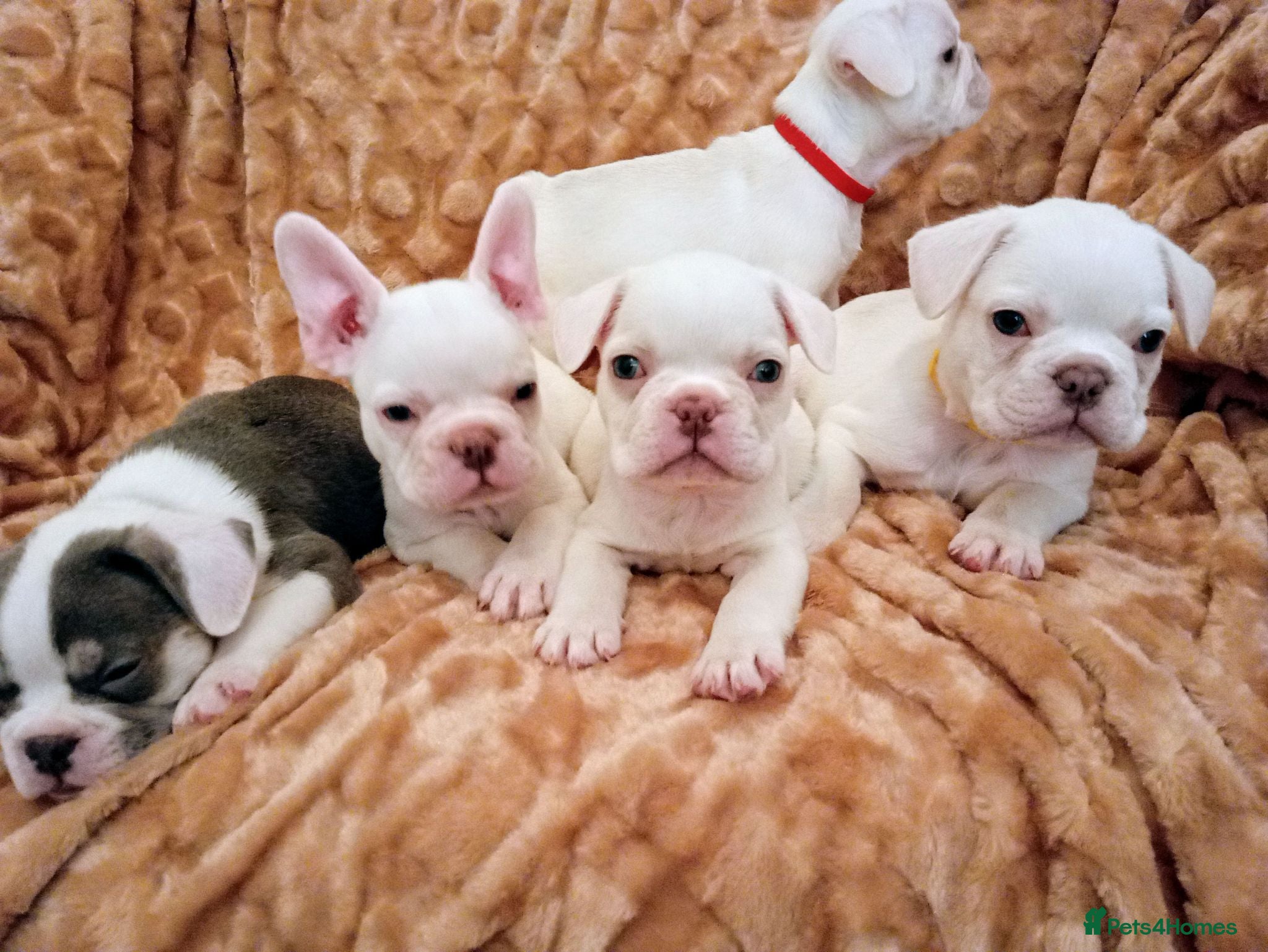 French Bulldog dogs pedigree French Bulldog pups - Advert 1
