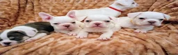 French Bulldog dogs for sale: pedigree French Bulldog pups - Advert 1