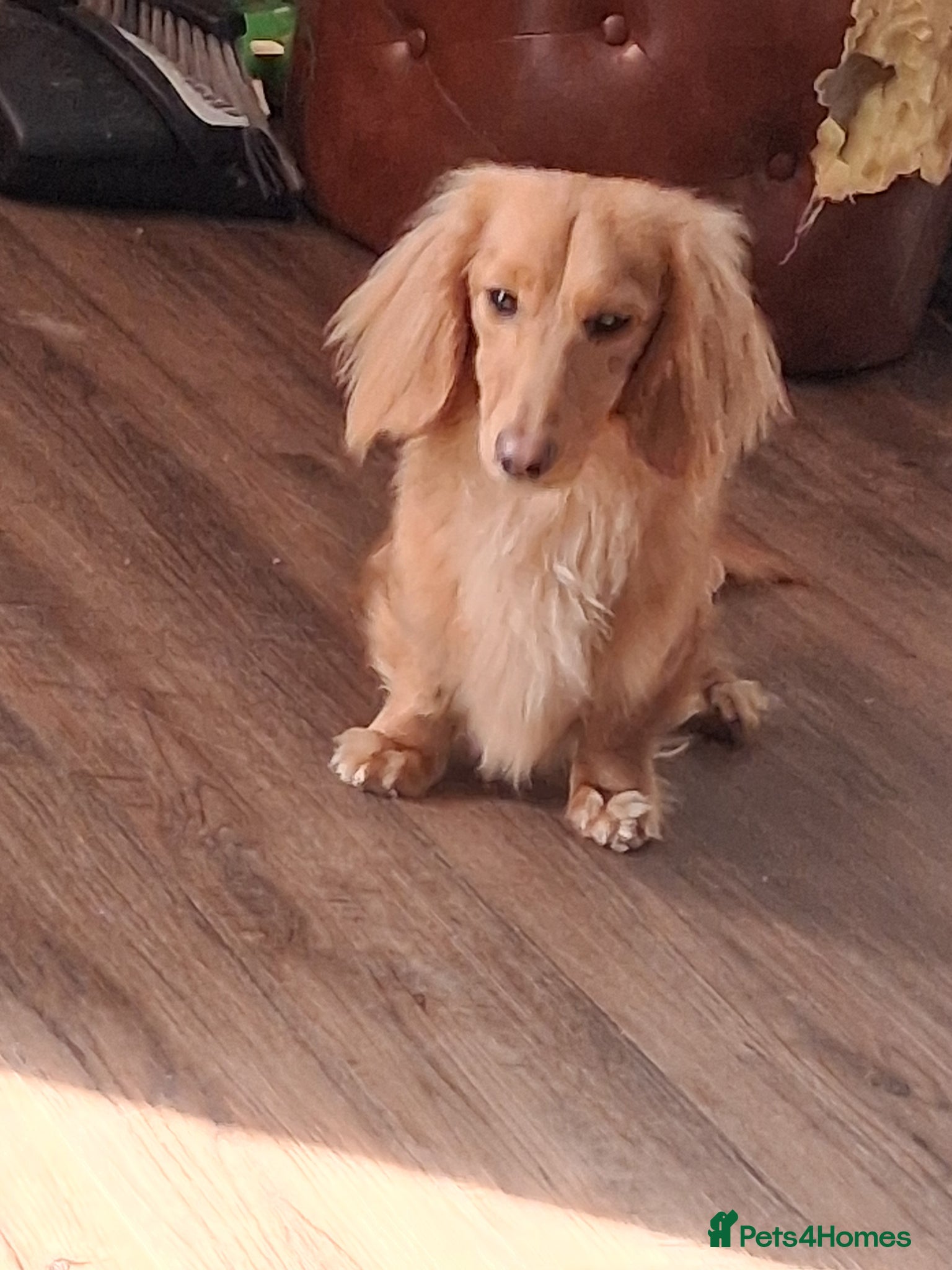 Miniature Dachshund dogs for stud: Available for stud - Advert 2