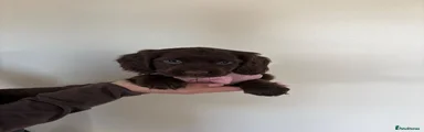Cocker Spaniel 5