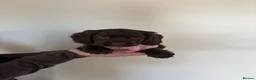 Cocker Spaniel dogs for sale: Beautiful cocker spaniel puppies  - Advert 11