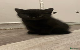 Himalayan cats for sale: Himalayan x Maine Coon Kittens – Ready Soon! - Image 21