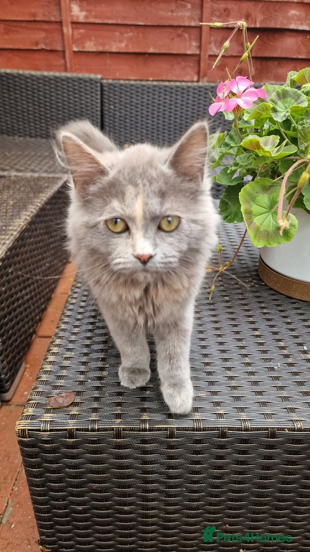 British Longhair cats for sale: British long hair - Image 4