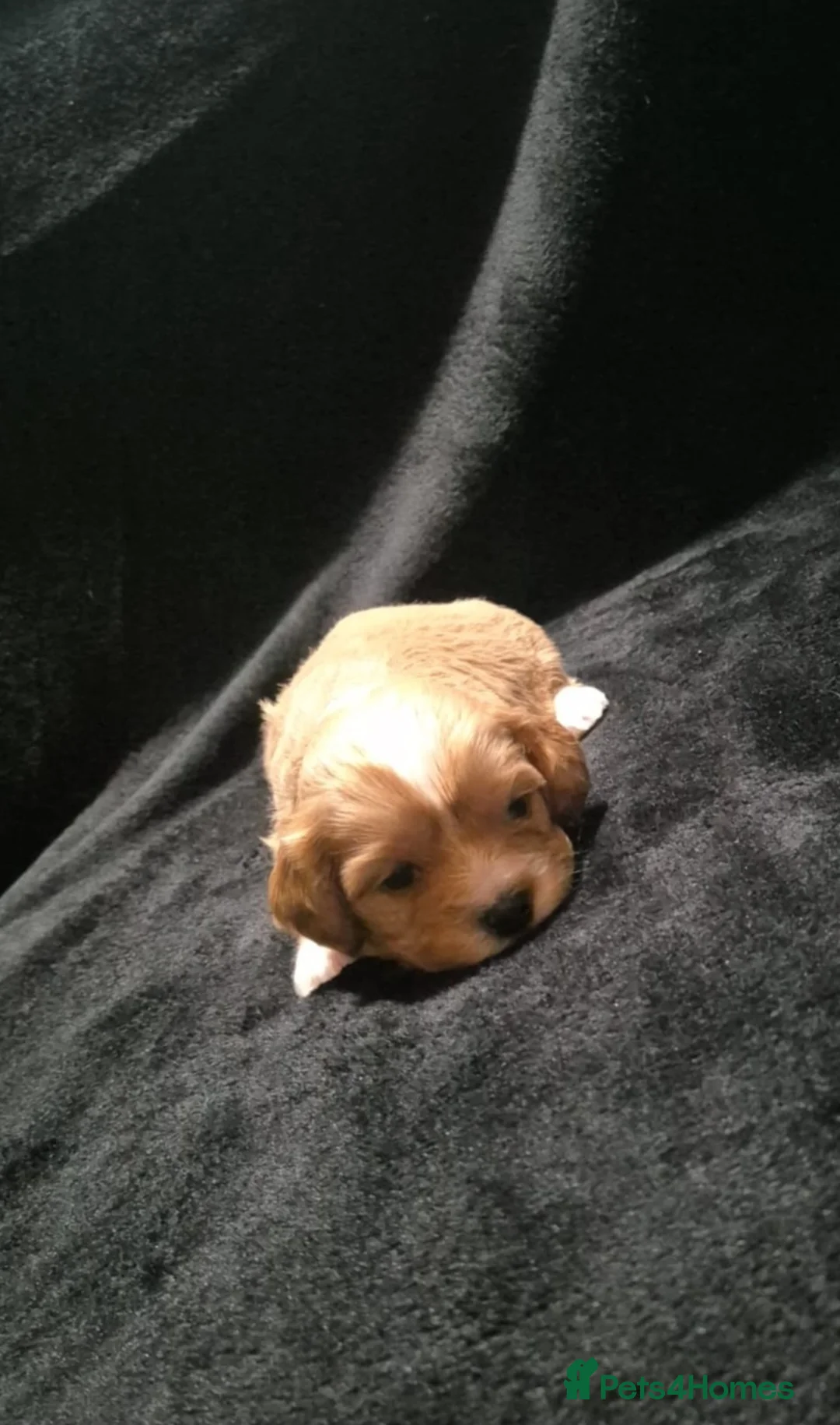 Cava Tzu dogs for sale: Cava-Tzu pups - Advert 17