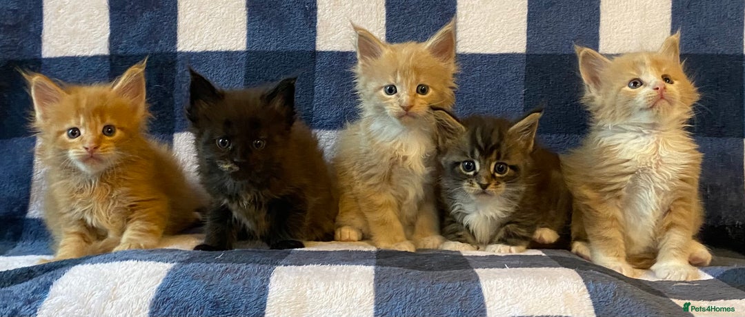 Maine Coon cats for sale: Beautiful Maine Coon Kitten - Champion Lines - Image 6