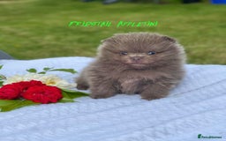 Pomeranian dogs for stud: Solid Lilac Tiny 1.8kg Stud Dog DNA health tested in Rotherham - Image 34