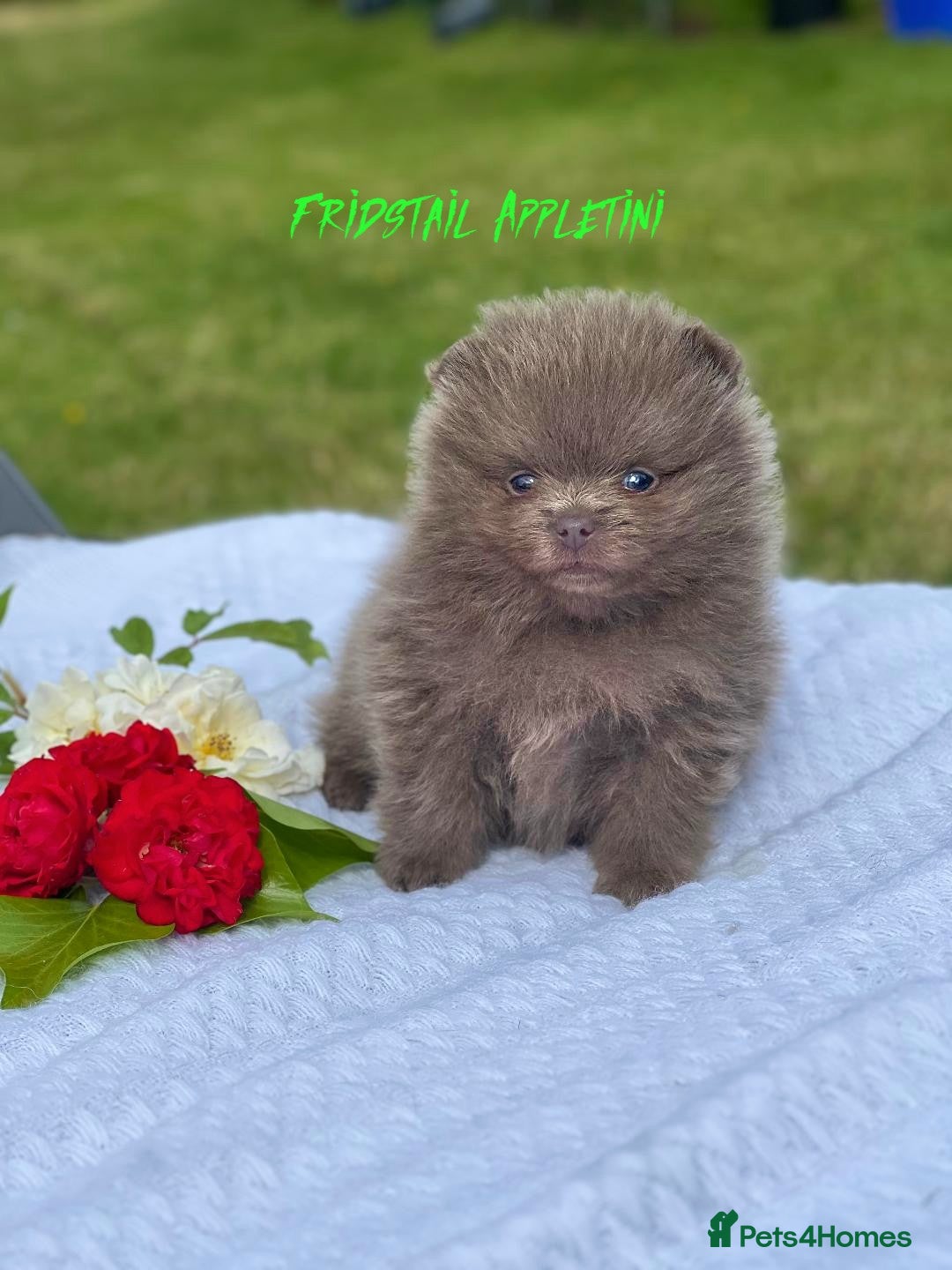 Pomeranian dogs for stud: Solid Lilac Tiny 1.8kg Stud Dog DNA health tested in Rotherham - Image 34