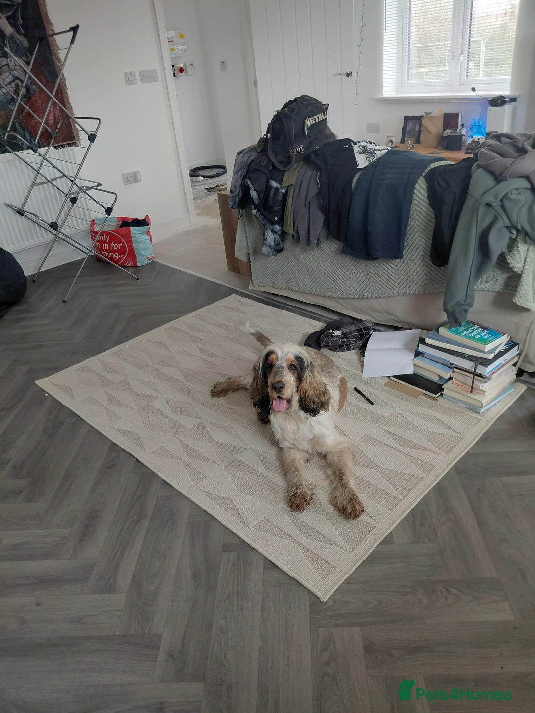 Cocker Spaniel dogs for sale: Heartbreaking Sale, Exceptional 2 year old cocker - Advert 36