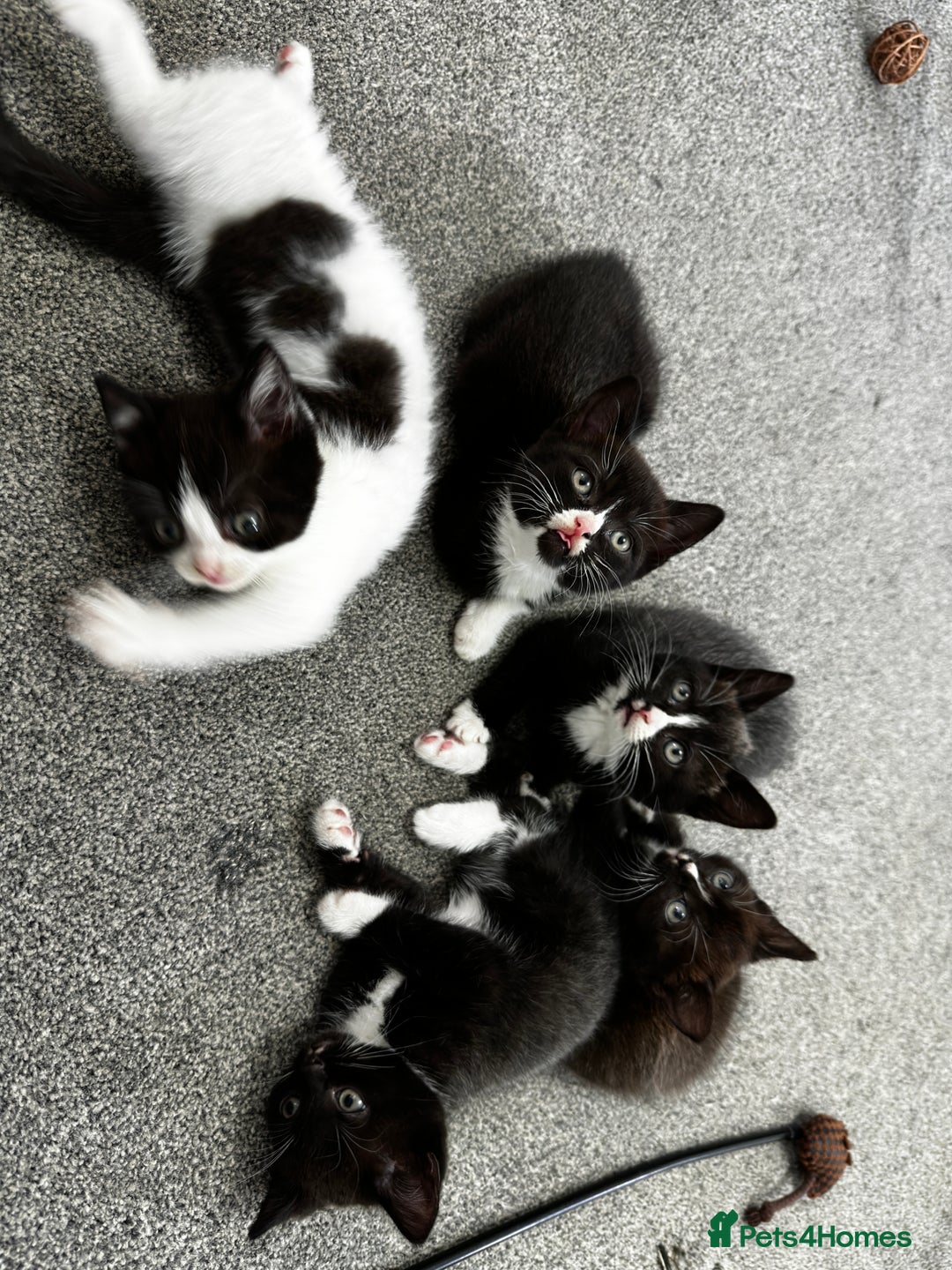 British Shorthair cats for sale: British short hair cross  - Image 7